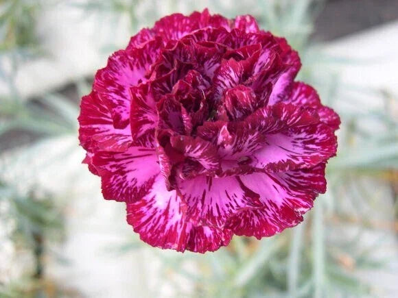 Blackberry Ice Carnation Seeds - Perennial Dianthus Flower Seeds for Garden, Borders, Containers, 100 Pack