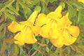 Cat's Claw Creeper Seeds - 20 Fresh Dolichandra Unguis-Cati Climbing Vine Seeds for Garden, Fences, Walls, 2024 Harvest