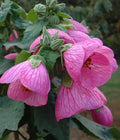 Abutilon Pink Live Plant, 4-6 Inches, Flowering Maple, Bell-Shaped Pink Flowers, Evergreen Shrub for Gardens