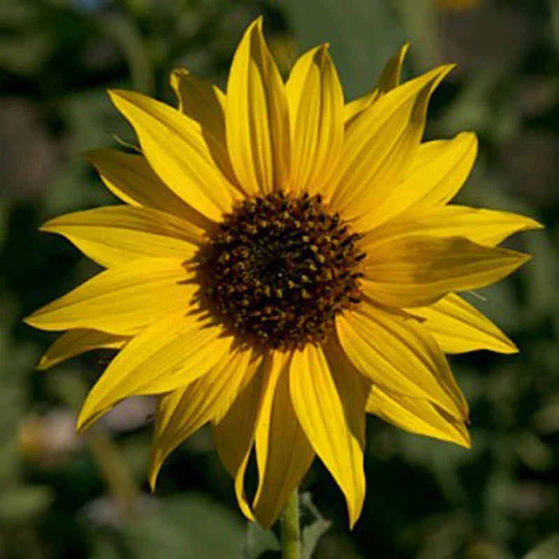 Golden Sunflower Seeds - 100 Count, Classic Helianthus annuus, Bright Yellow Blooms, Garden, Border, Container Planting