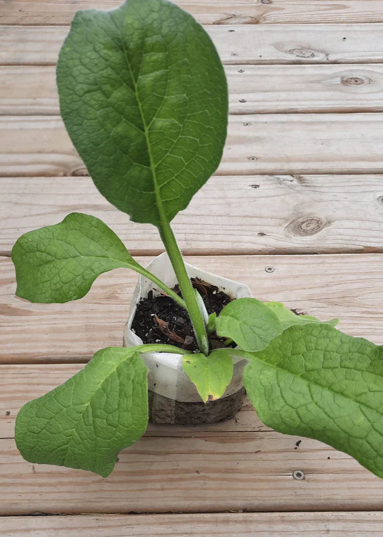 Comfrey Root Cutting Bocking 4 - Symphytum x uplandicum Herbal Plant for Garden & Medicinal Use