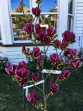 Genie Magnolia Hybrid Tree - 50-60 Inches - Deep Plum Purple Fragrant Blooms