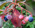 Organic Black Haw Berry Seeds Viburnum prunifolium Native Plant for Wildlife Gardens, 20 Seeds