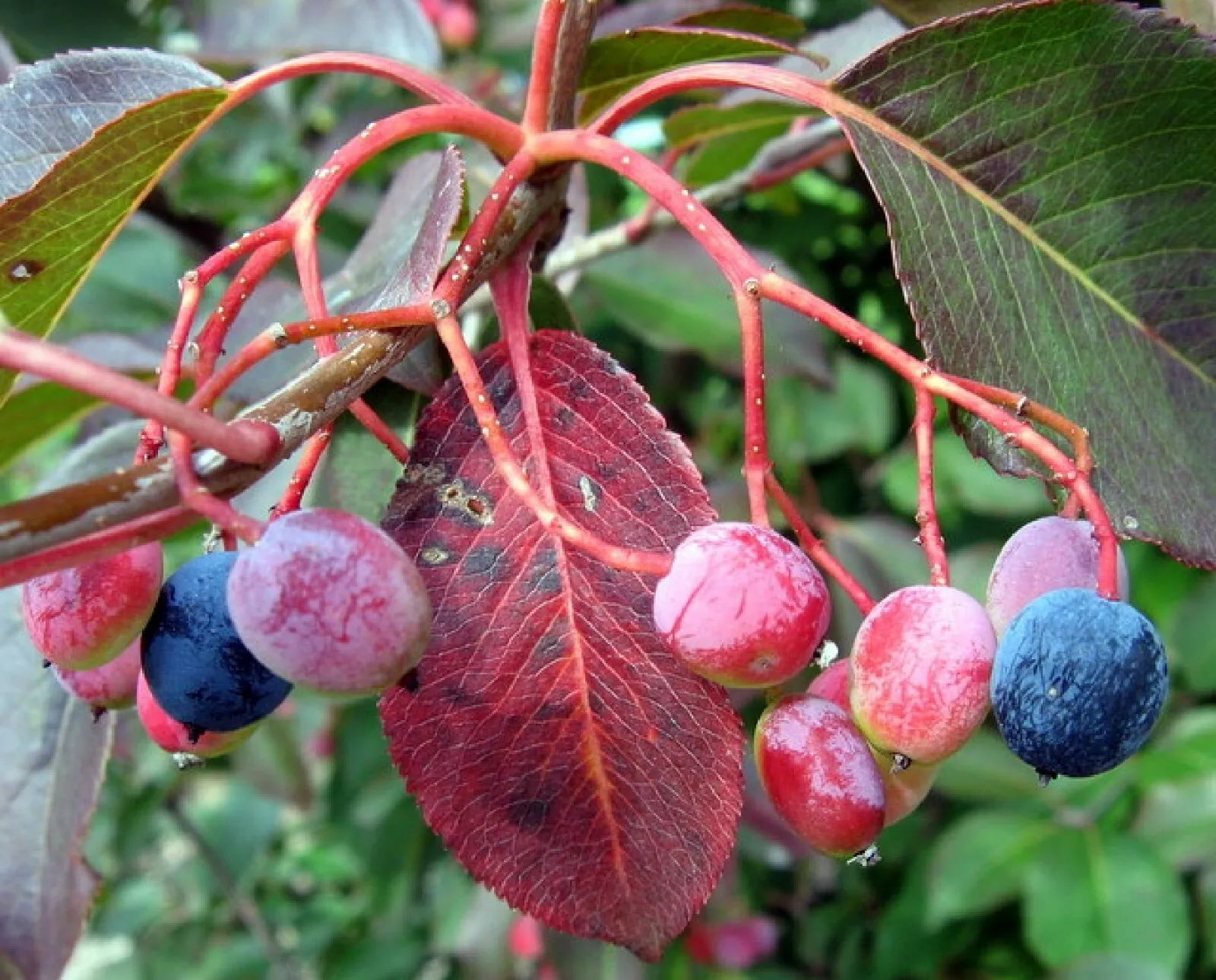 Organic Black Haw Berry Seeds Viburnum prunifolium Native Plant for Wildlife Gardens, 20 Seeds