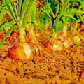 Yellow Sweet Spanish Onion Seeds - Organic Allium cepa Long-Day Bulb Vegetable for Summer Garden