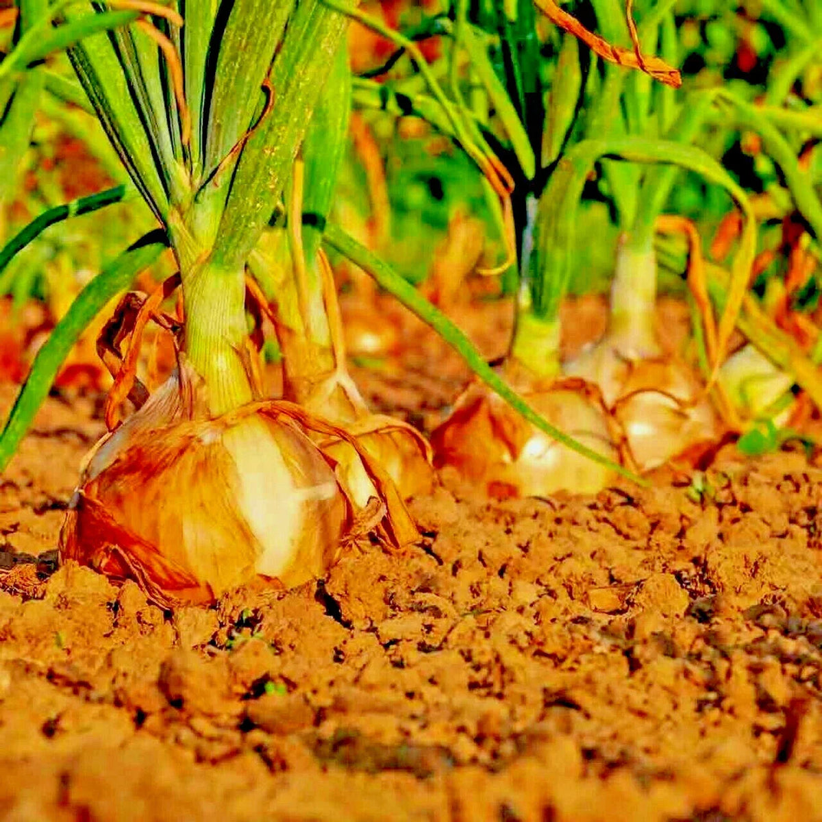 Yellow Sweet Spanish Onion Seeds - Organic Allium cepa Long-Day Bulb Vegetable for Summer Garden