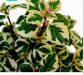 Hemizygia Candy Kisses Live Plant, 4-6 Inch Tall, Colorful Foliage Indoor Houseplant, Tropical Hemizygia spp.