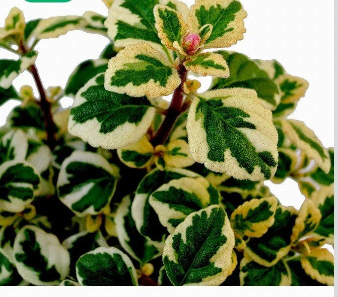 Hemizygia Candy Kisses Live Plant, 4-6 Inch Tall, Colorful Foliage Indoor Houseplant, Tropical Hemizygia spp.