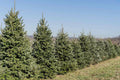 Fraiser Fir Tree Seedlings for Planting, Abies fraseri, 6-12 Inches Tall, Evergreen, Blue-Green Needles