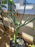 Euphorbia Tirucalli Monstrous Cactus Cutting – Unique Succulent for Indoor Gardens, Drought Tolerant, Easy Propagation
