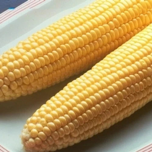 Sweet Corn Seed Packet – Incredible Zea mays Variety, Fresh, High Germination, Early Maturing, Home Garden, Pest Resistant