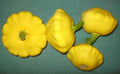 Yellow Bush Scallop Squash Seeds – Heirloom Cucurbita pepo, Compact Bush-Type, Non-GMO Vegetable Seeds for Container Gardening