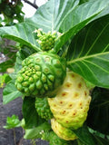 Noni Seeds 50 Pack Morinda Citrifolia Organic Tropical Fruit Garden Planting USA Grown