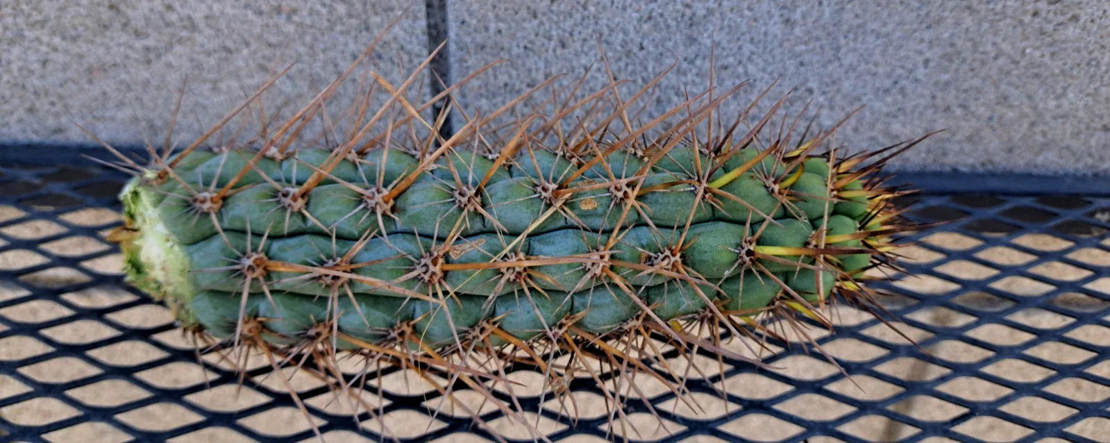 Cereus Chalaensis Cactus Cutting 7" | Succulent Plant for Indoor & Outdoor Gardens | Easy Care, Propagation