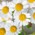 German Chamomile Seeds | Heirloom NON-GMO | Fresh Garden Seeds | Matricaria chamomilla for Tea & Garden