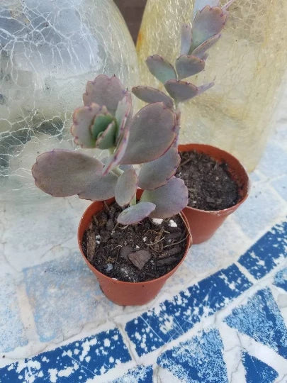 Kalanchoe Variegata Plant 2-Inch Pot Lavender Scallops Bryophyllum Fedtschenkoi Succulent