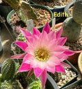 Peanut Cactus Plant - Rooted Succulent in 4-Inch Pot - Chamaecereus silvestrii European Hybrid