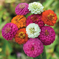 Pumila Mix Zinnia Seeds - Dwarf Rainbow Multi-Color Flowers - Zinnia elegans, Compact Annual for Borders & Containers
