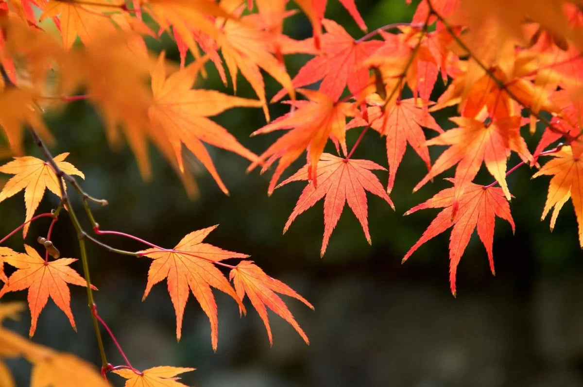 Red Maple Tree Seeds - 50 Pack for Growing Acer rubrum with Vibrant Red Foliage