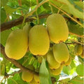 Yellow Heart Kiwi Seeds - 50 Pack, Actinidia chinensis, Golden Yellow Fruit, Climbing Vine, Fresh Fruit Variety