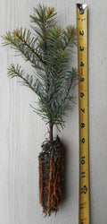 Noble Fir Tree Seedling 8–14 Inches | Abies procera Evergreen Conifer for Landscaping & Christmas Trees