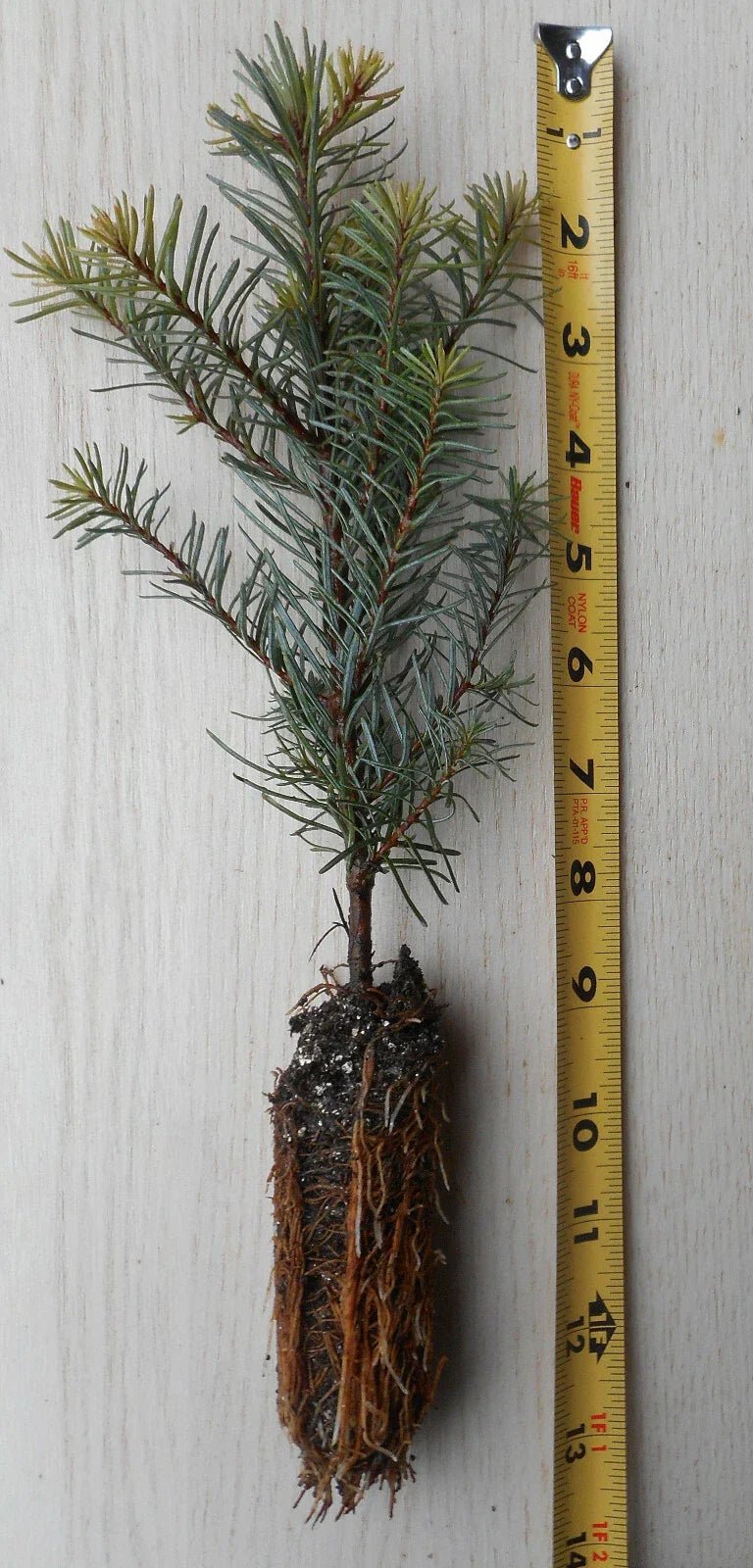 Noble Fir Tree Seedling 8–14 Inches | Abies procera Evergreen Conifer for Landscaping & Christmas Trees