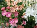 Lewisia ‘Rainbow Mix’ Live Succulent Starter Plant, Colorful Perennial Rock Garden Flower, Drought-Tolerant, Hardy, Compact Rosettes