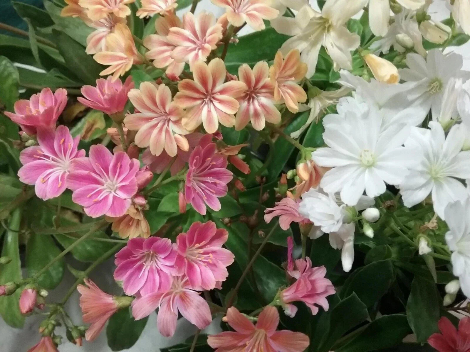 Lewisia ‘Rainbow Mix’ Live Succulent Starter Plant, Colorful Perennial Rock Garden Flower, Drought-Tolerant, Hardy, Compact Rosettes