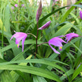 Bletilla ‘Kate’ Hardy Ground Orchid Live Starter Plant Pink-Lavender Blooms for Shade Gardens Perennial