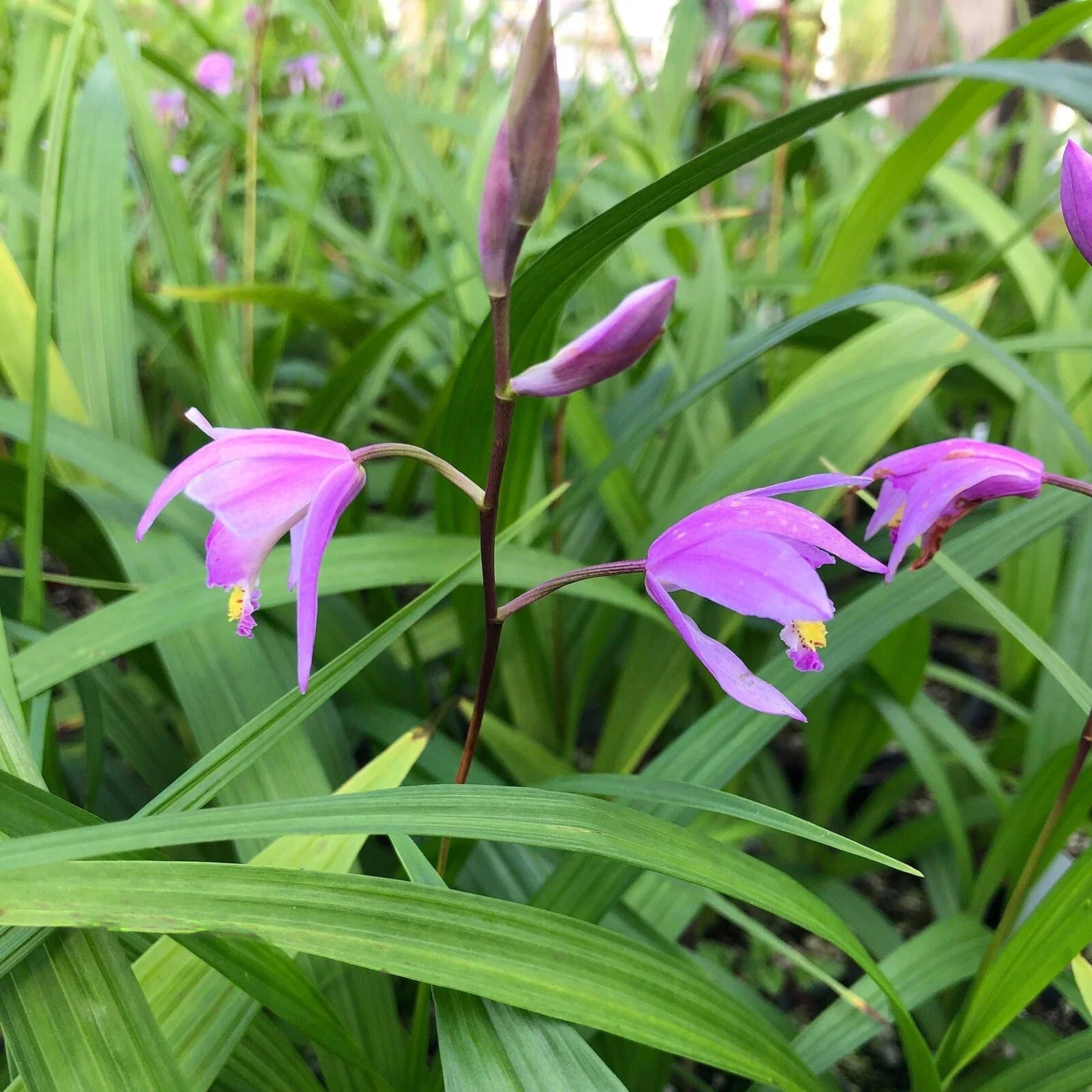 Bletilla ‘Kate’ Hardy Ground Orchid Live Starter Plant Pink-Lavender Blooms for Shade Gardens Perennial