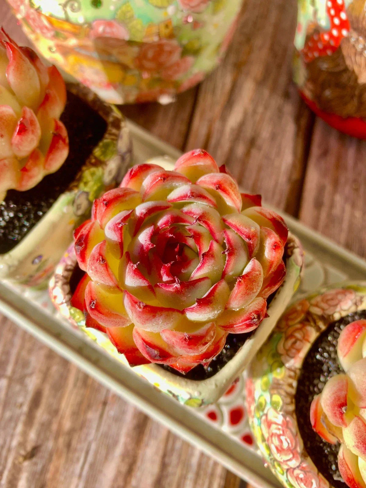 Soul Fairy Succulent – Live Bare Root Plant – Easy Care Rosette Succulent – Perfect for Wedding Favors, Gifts & Indoor Décor
