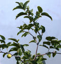 Sugar Cane Jujube Tree Cutting 8" Thin Graft Scion - Ziziphus jujuba No Root