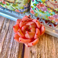 Pink Champagne Succulent Bare Root Plant – Soft Pink Rosette Echeveria for Indoor Decor & Wedding Favors