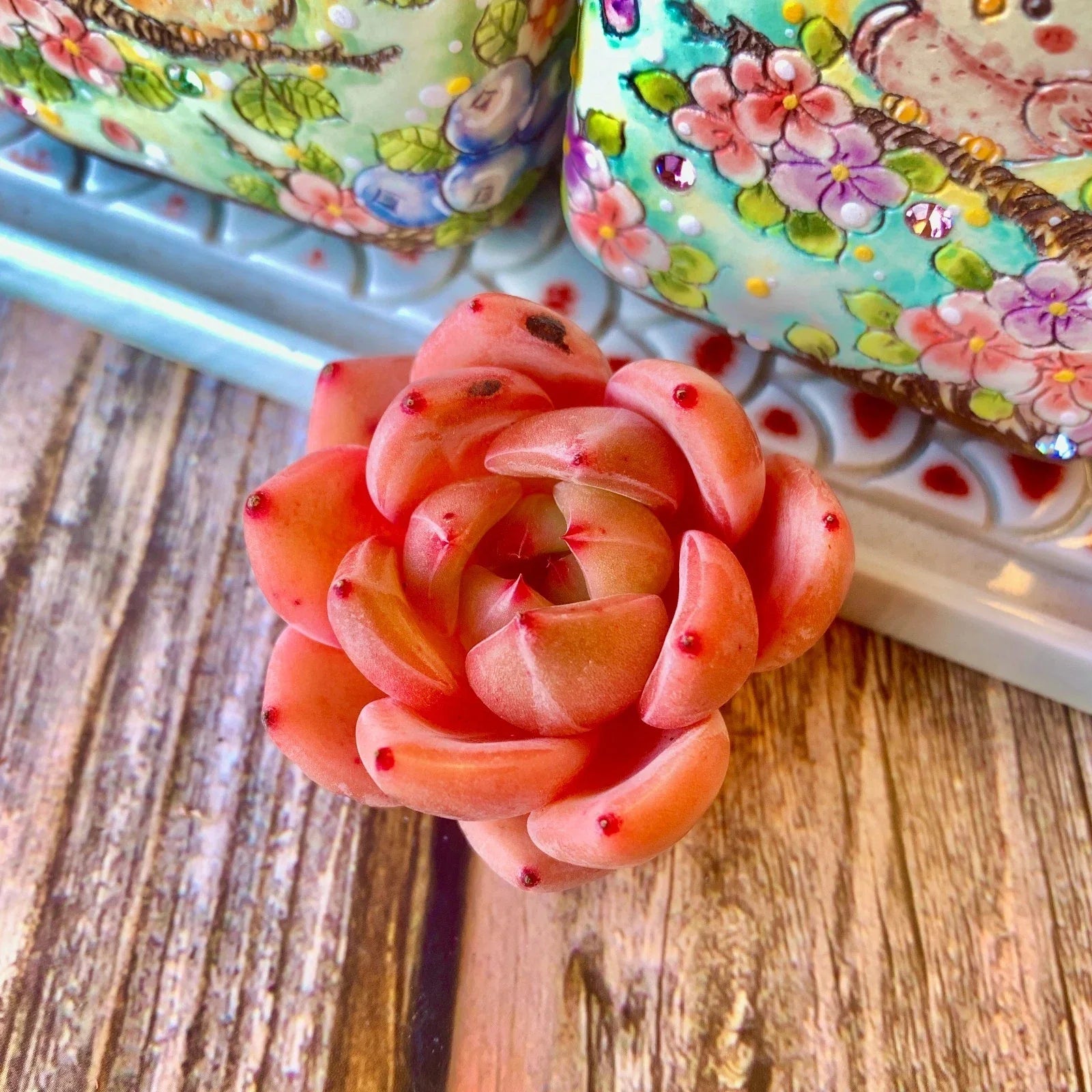 Pink Champagne Succulent Bare Root Plant – Soft Pink Rosette Echeveria for Indoor Decor & Wedding Favors