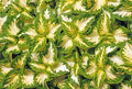 Coleus Seeds - Wizard Jade Variety - 40 Fresh Solenostemon scutellarioides Seeds for Indoor & Outdoor Gardening