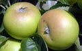 Galloway Pippin Apple Seeds - 25+ Pack for Gardening, Malus domestica, Heirloom Fruit Tree, Non-GMO, USA