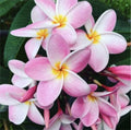Rooted Plumeria Cutting - Pastel Pink Flower - 15" Hawaii Plumeria rubra for Indoor & Outdoor Garden