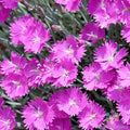 Firewitch Carnation Seeds - 200+ Pack, Dianthus gratianopolitanus, Fragrant Pink Flowers, Perennial Garden Seeds