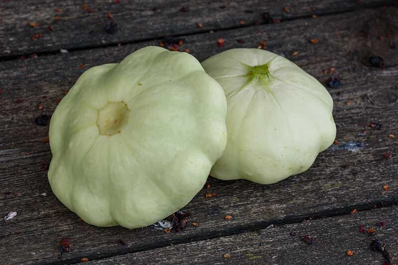 Benning’s Green Tint Scallop Squash Seeds - Heirloom Cucurbita pepo Vegetable Seeds, 25+ Packets for Home Garden