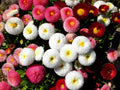 Cupid Mix English Daisy Seeds - 200+ Pack, Bellis perennis, Perennial Flowers for Garden Beds & Containers