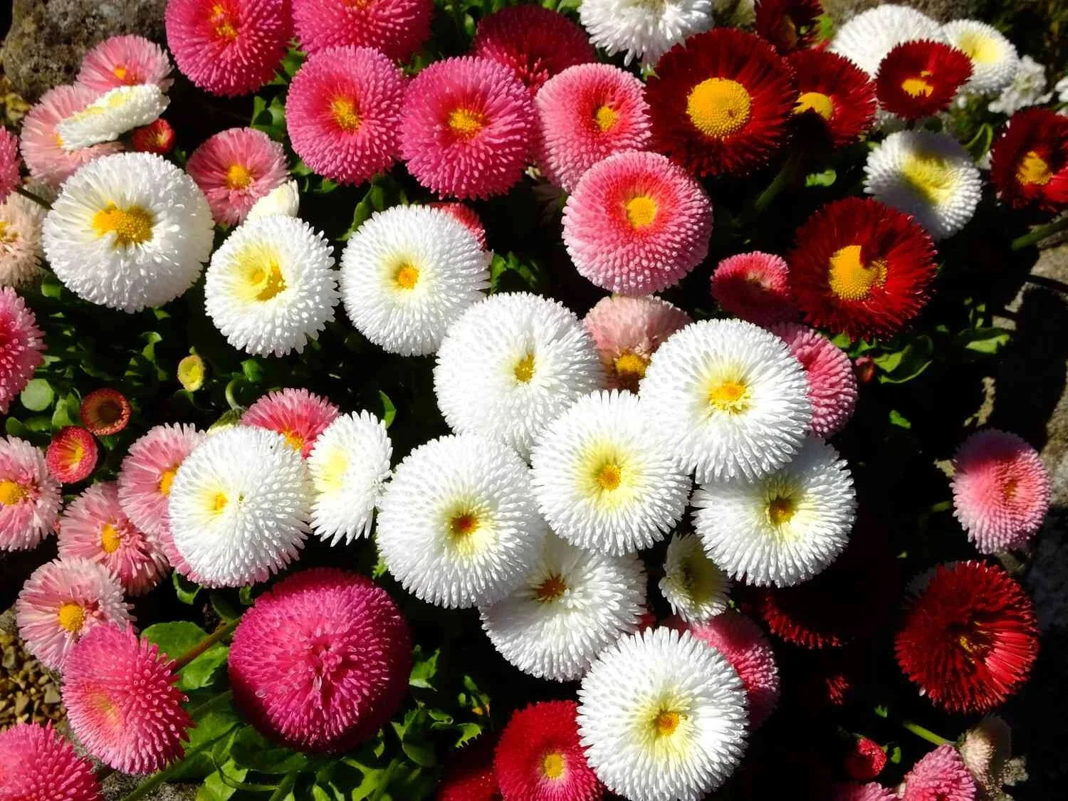 Cupid Mix English Daisy Seeds - 200+ Pack, Bellis perennis, Perennial Flowers for Garden Beds & Containers