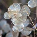 Money Plant Seeds - Lunaria annua Heirloom Non-GMO Seeds for 2025 Planting, Easy to Grow, Pollinator Attracting, Silvery Seed Pods