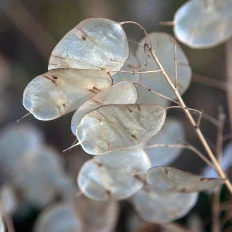 Money Plant Seeds - Lunaria annua Heirloom Non-GMO Seeds for 2025 Planting, Easy to Grow, Pollinator Attracting, Silvery Seed Pods