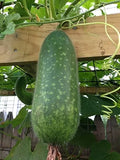 Wax Gourd Seeds 50+ | Winter Melon White Ash | Heirloom Vegetable Seeds | Benincasa Hispida for Home Garden