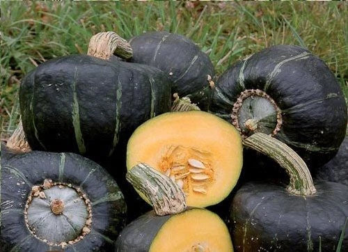 Buttercup Winter Squash Seeds - 10 Treated Heirloom Seeds - Cucurbita maxima - Sweet Flesh, Vining, Full Sun