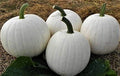 Casper White Pumpkin Seeds Non-GMO Organic Cucurbita pepo - 5 Seeds for Growing White Decorative Pumpkins
