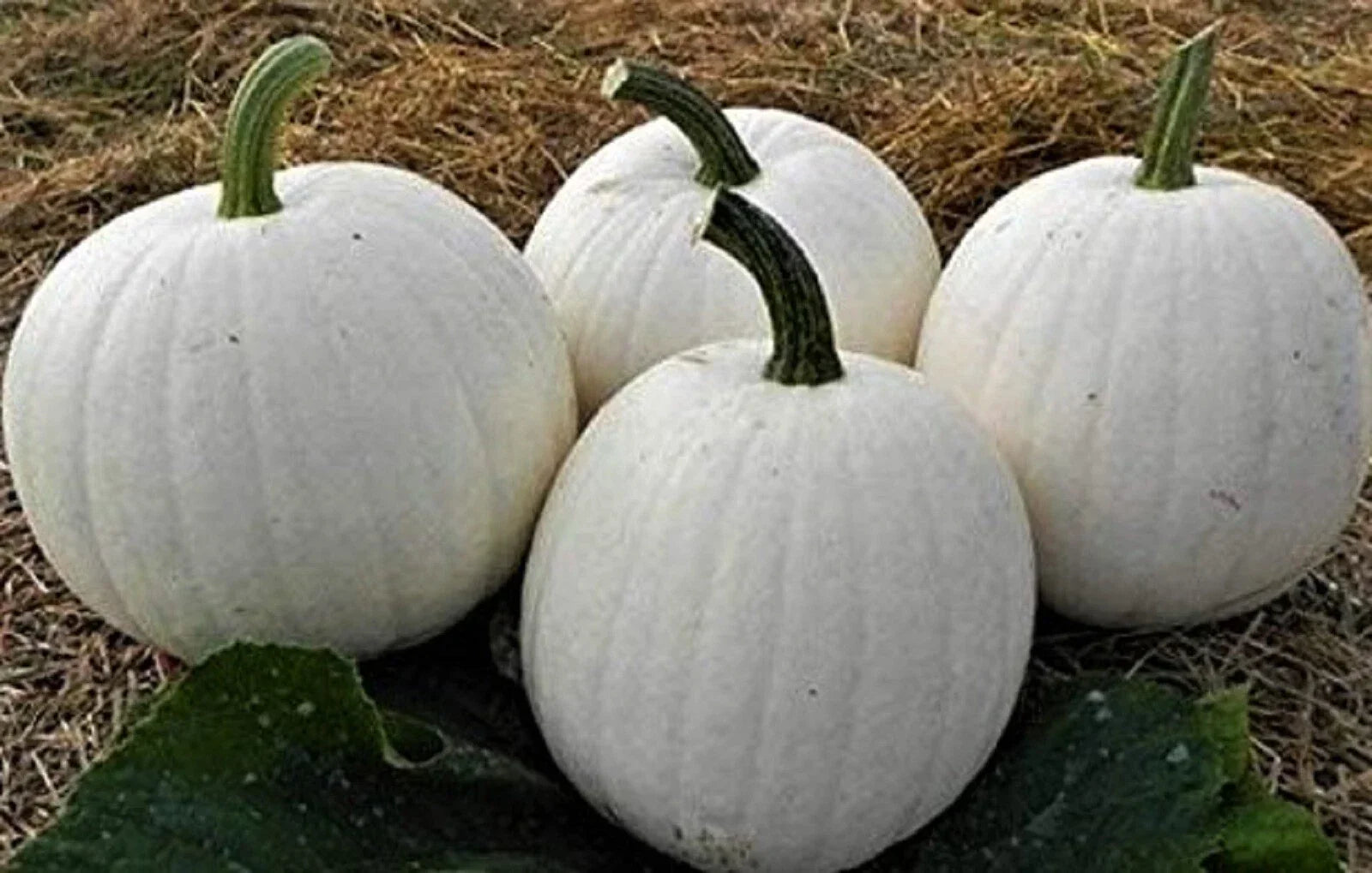 Casper White Pumpkin Seeds Non-GMO Organic Cucurbita pepo - 5 Seeds for Growing White Decorative Pumpkins