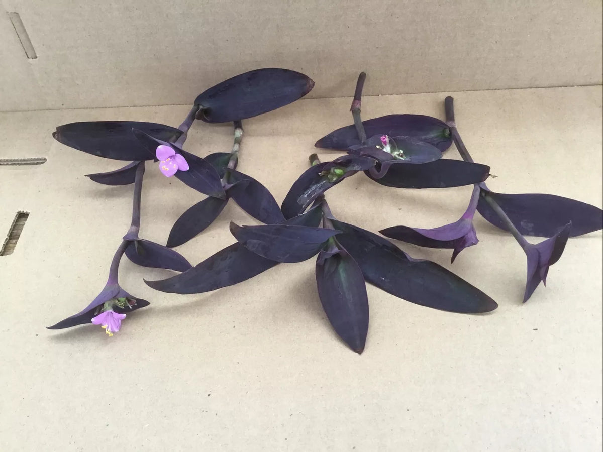 Purple Jade Cuttings 6 Pack | Crassula ovata var. Gollum Succulents for Indoor & Outdoor Gardening