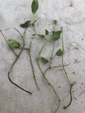 Skunk Vine Fresh Cuttings - 5 Ready-to-Plant Paederia foetida Cuttings