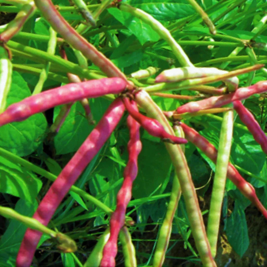 Mississippi Purple Hull Cowpea Seeds - 50+ Pack, Vigna unguiculata, Brown Variety, Edible Pods, Climbing Vine, Full Sun, Garden Planting